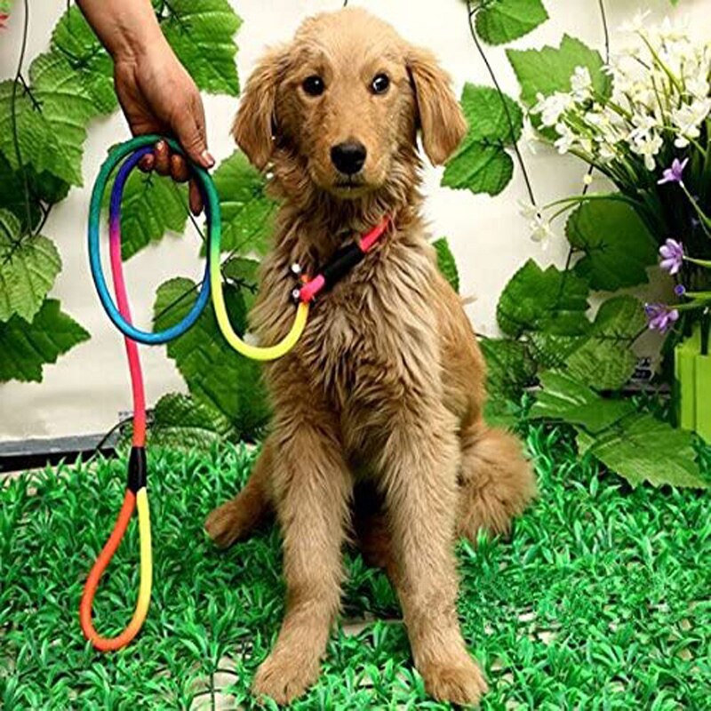 Rainbow  dog training lead