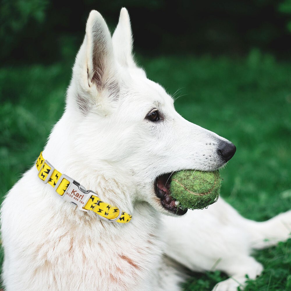 Custom Dog Collar With Name ID Tag - Free Engraving