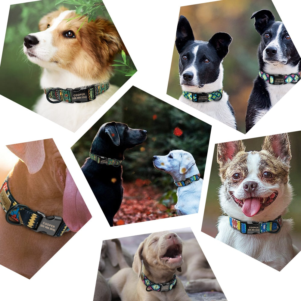 Personalized dog collar - free engraving