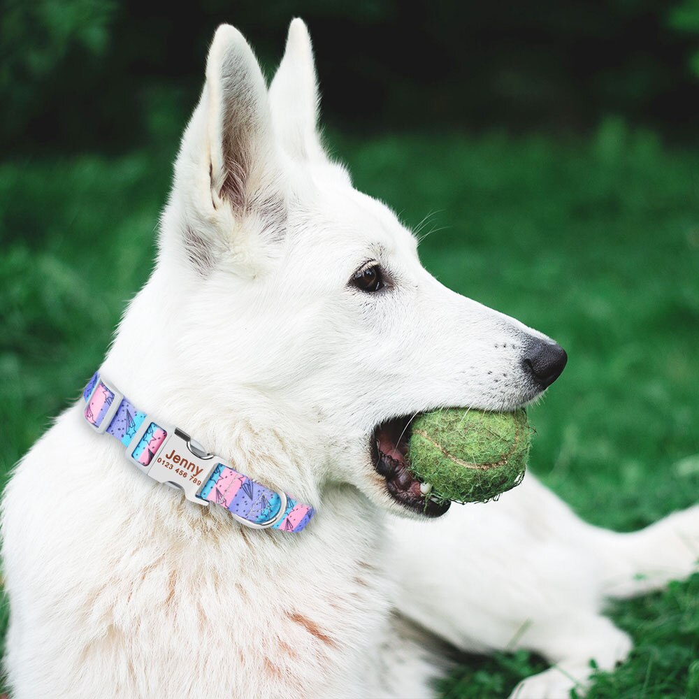 Adjustable nylon dog collar with name ID tag - Free engraving