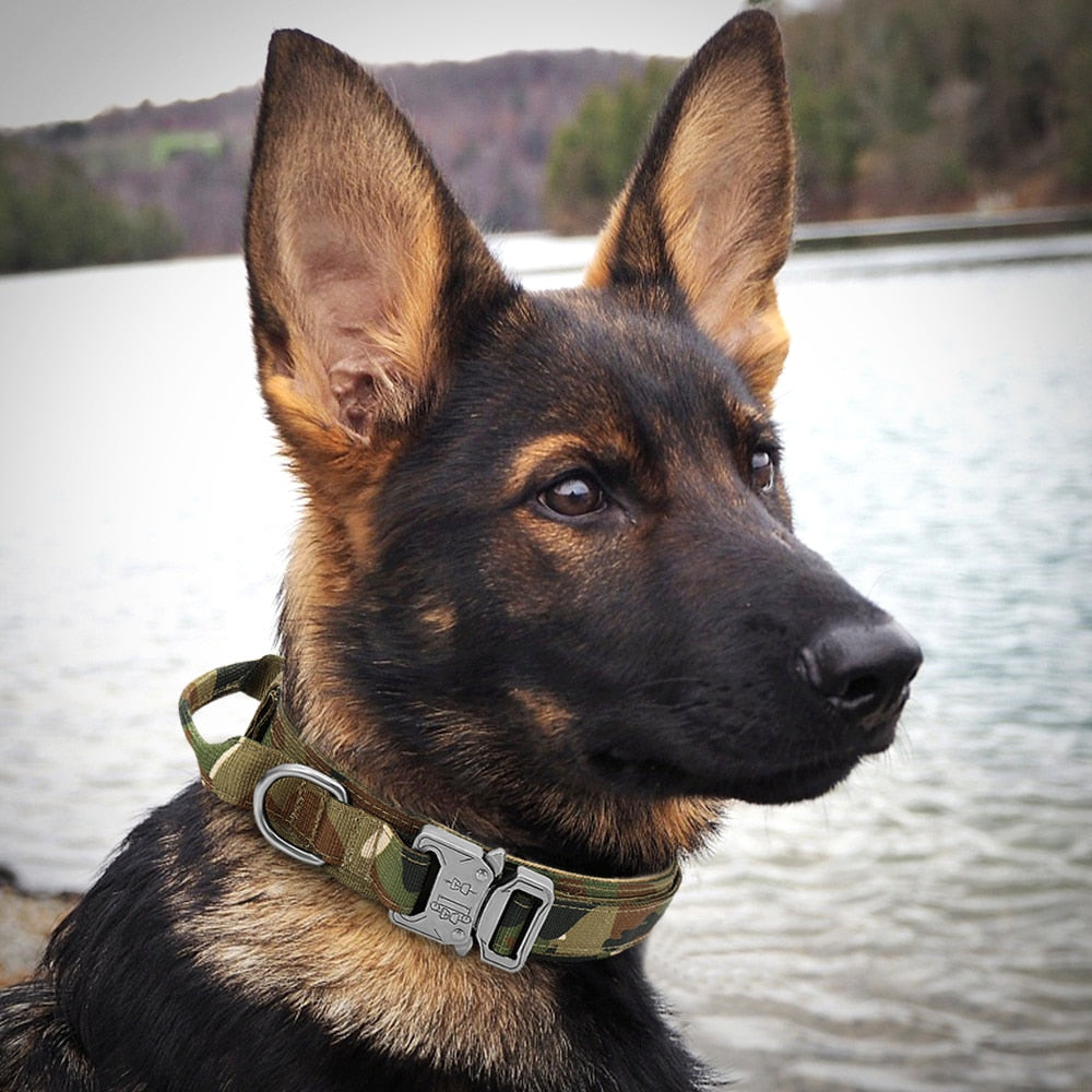 Military tactical dog collar