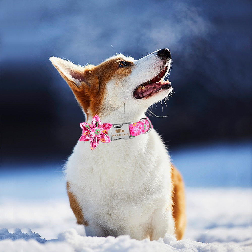 Personalized dog collar - free engraving