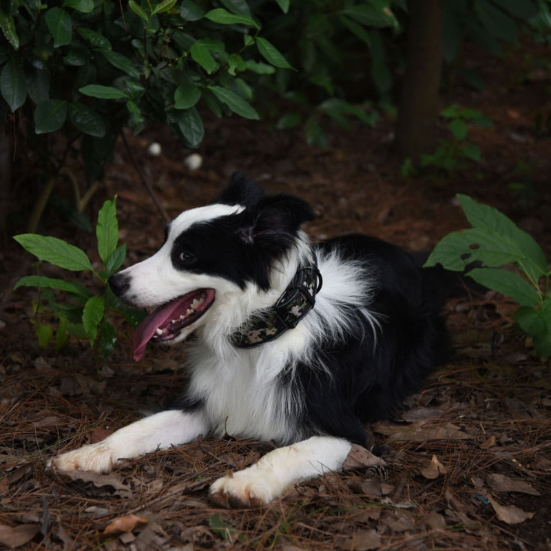 Reflective adjustable collar for medium/large dogs