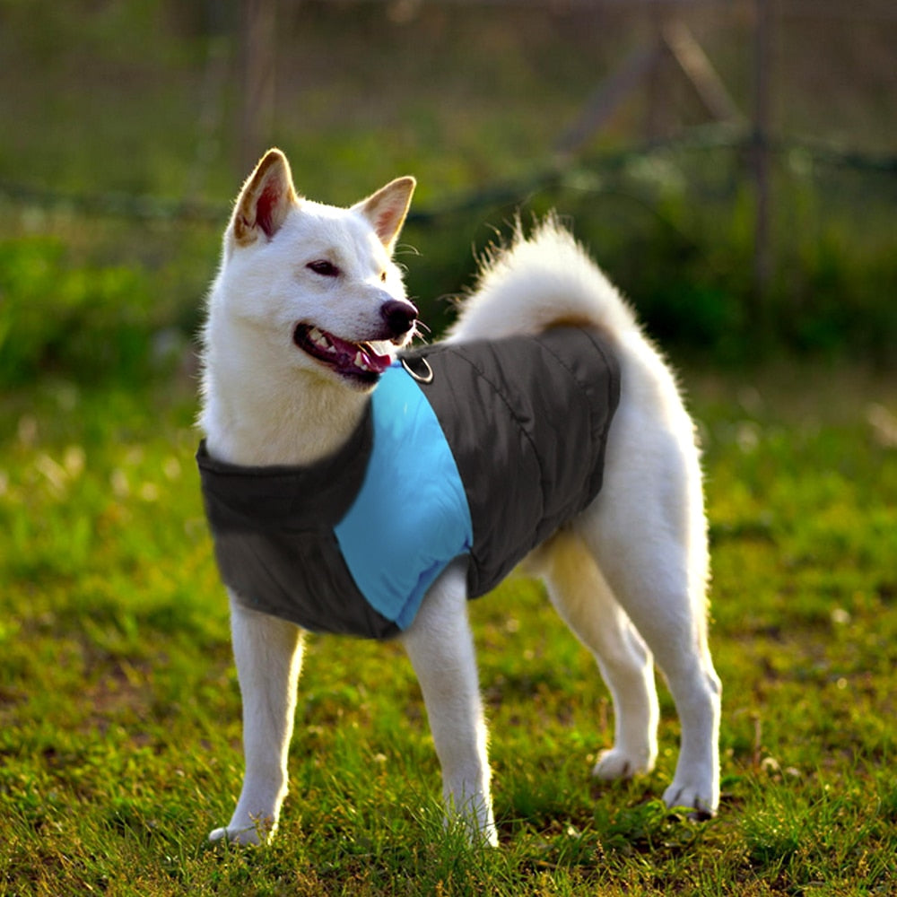 Winter dog vest