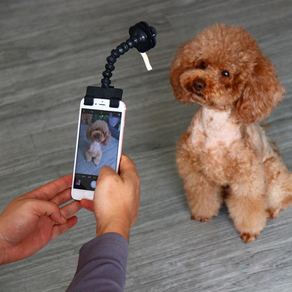 Pet selfie stick